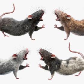 Rats Collection (Rigged) 3D model
